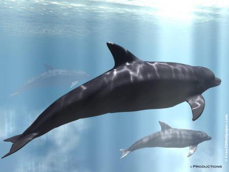 dedicace dauphin